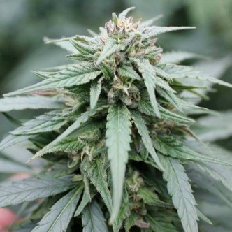 Number One SuperAuto (Flash Auto Seeds) feminizada