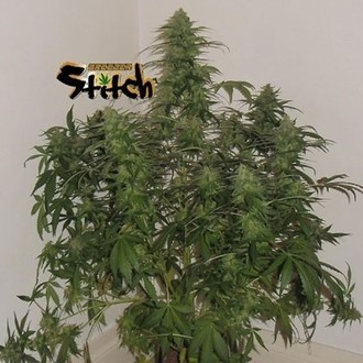 Russian Fuel Auto (Flash Auto Seeds) feminizada