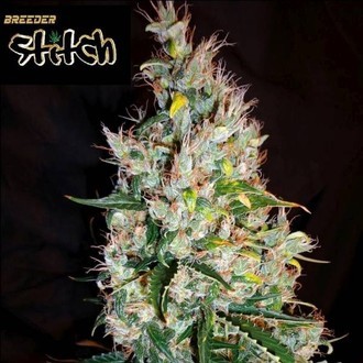 Russian Haze Auto (Flash Auto Seeds) feminizada