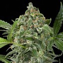 White Cheese Autoflowering (Dinafem) feminizada