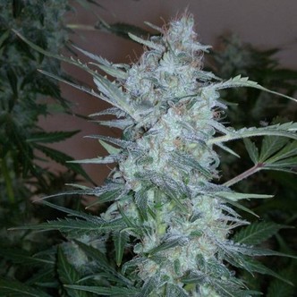 White Sirius Auto (Flash Auto Seeds) feminizada