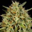 Strawberry Amnesia (Dinafem) feminizada