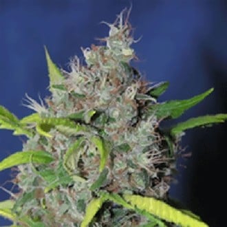 Blueberry Bud (Sagarmatha Seeds) feminizada