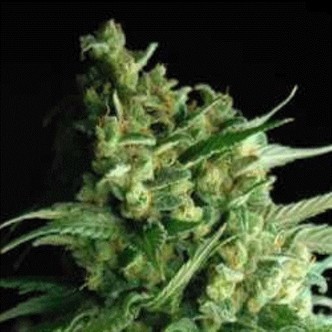 Double Bubble Berry (Sagarmatha Seeds) feminizada