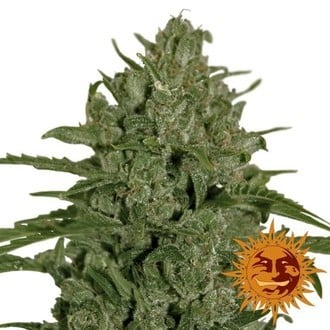 Triple Cheese (Barney's Farm) feminizada