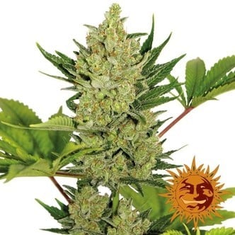 Blue Cheese Auto (Barney's Farm) feminizada