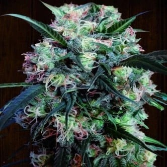 Kali China (ACE Seeds) feminizada