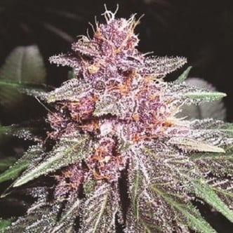 Violeta (ACE Seeds) feminizada