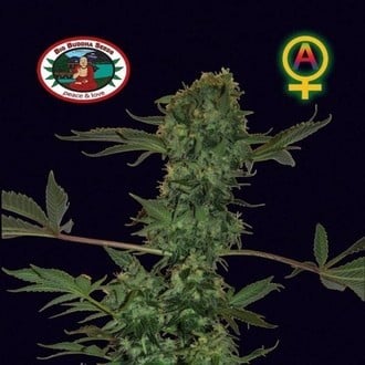 Big Buddha Cheese Automatic (Big Buddha Seeds) feminizada