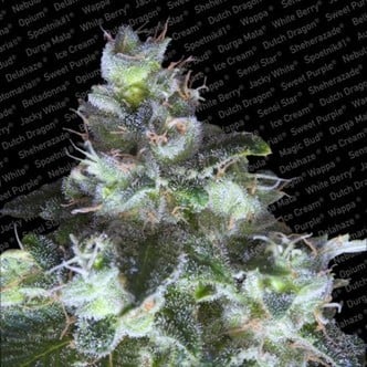 Original White Widow (Paradise Seeds) feminizada