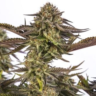 Zombie Kush (Ripper Seeds) feminizada