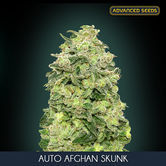 Auto Afghan Skunk (Advanced Seeds) feminizada