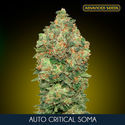 Auto Critical Soma (Advanced Seeds) feminizada