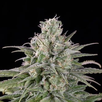 UK Cheese Auto (Humboldt Seeds) feminizada