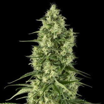 Santa Sativa (Dinafem) feminizada