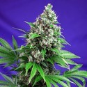 Killer Kush - F1 Fast Version (Sweet Seeds) feminizada