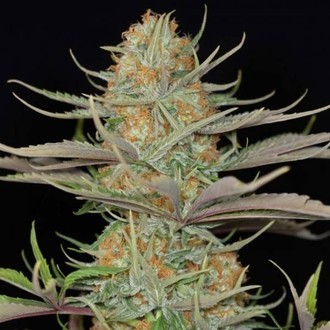 Sweet Deep Grapefruit (Dinafem) feminizada