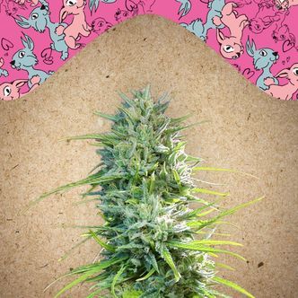 SexBud (Female Seeds) feminizada