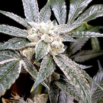 El Fuego (Grow Your Own Collection) feminizada