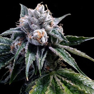 Lemon Walker (Grow Your Own Collection) feminizada