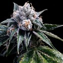 Lemon Walker (Grow Your Own Collection) feminizada