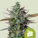 Blue Cheese Automatic (Royal Queen Seeds) feminizada