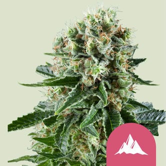 Critical Kush (Royal Queen Seeds) feminizada