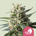 Lemon Shining Silver Haze (Royal Queen Seeds) feminizada