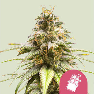 Chocolate Haze (Royal Queen Seeds) feminizada