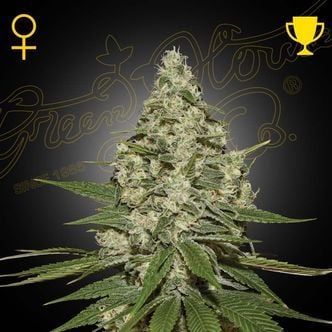 Super Lemon Haze Autofloreciente (Greenhouse Seeds) feminizada