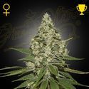 Super Lemon Haze Autofloreciente (Greenhouse Seeds) feminizada