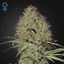 Super Bud Autofloreciente (Greenhouse Seeds) feminizada