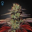 King's Kush Autofloreciente (Greenhouse Seeds) feminizada