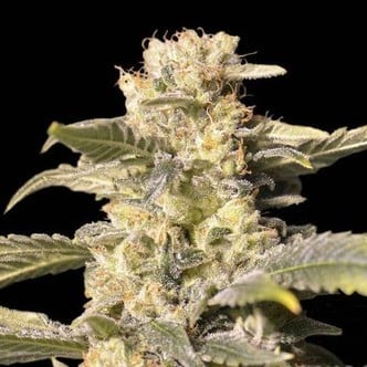 TNT Kush CBD (Eva Seeds) feminizada