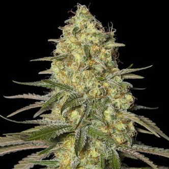 Black Dream (Eva Seeds) feminizada