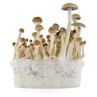 Kit de Cultivo Fresh Mushrooms 'B+'