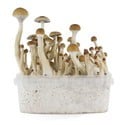 Kit de Cultivo Fresh Mushrooms 'B+'