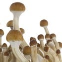 Kit de Cultivo Fresh Mushrooms 'B+'