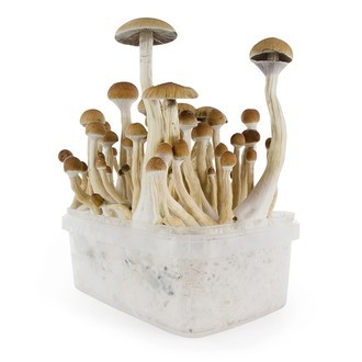 Kit de Cultivo Fresh Mushrooms 'B+'
