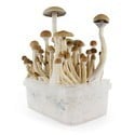 Kit de Cultivo Fresh Mushrooms 'B+'