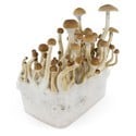 Kit de Cultivo Fresh Mushrooms 'B+'