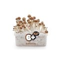 Kit de Cultivo Fresh Mushrooms 'B+'