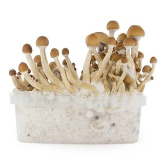 Kit de Cultivo Fresh Mushrooms 'McKennaii'
