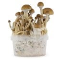 Kit de Cultivo Fresh Mushrooms 'McKennaii'