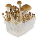 Kit de Cultivo Fresh Mushrooms 'McKennaii'