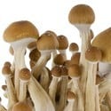 Kit de Cultivo Fresh Mushrooms 'McKennaii'