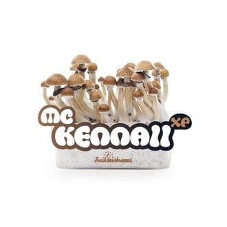 Kit de Cultivo Fresh Mushrooms 'McKennaii'