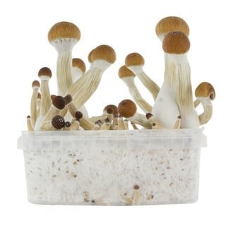 Kit de Cultivo Fresh Mushrooms 'Golden Teacher'