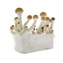 Kit de Cultivo Fresh Mushrooms 'Golden Teacher'