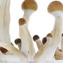 Kit de Cultivo Fresh Mushrooms 'Golden Teacher'